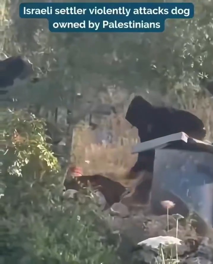 Batı Şeria’da Filistinli bir ailenin evine giremeyen İsrailli yerleşimci, öfkesini savunmasız bir köpekten çıkardı!