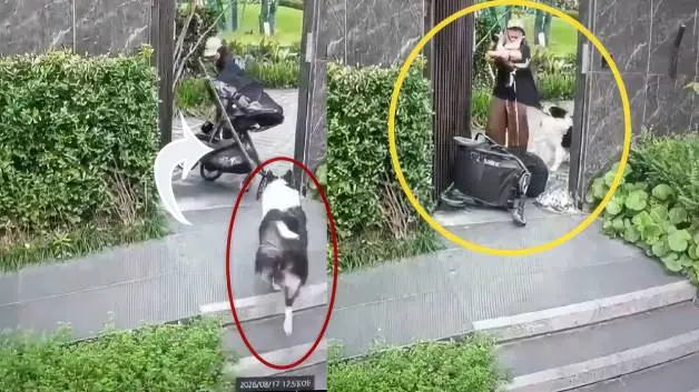 Evcil hayvanını korumaya çalışan anne öz evladını unuttu!İşte trajikomik anlar